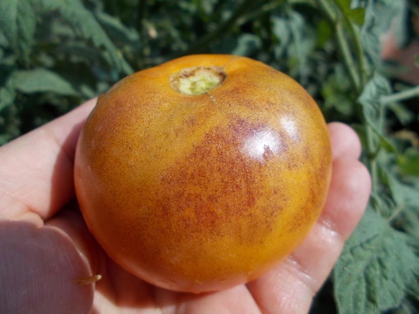  - SEMINTE ROSII - T 373 ORANGE FLESHED PURPLE SMUDGE