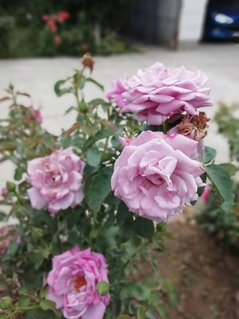 2019 - 16.08 - Charles du Gaulle