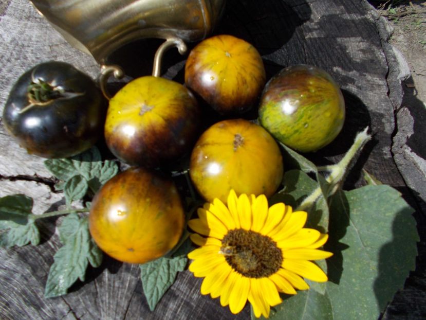  - SEMINTE ROSII - T 406 3242 AL