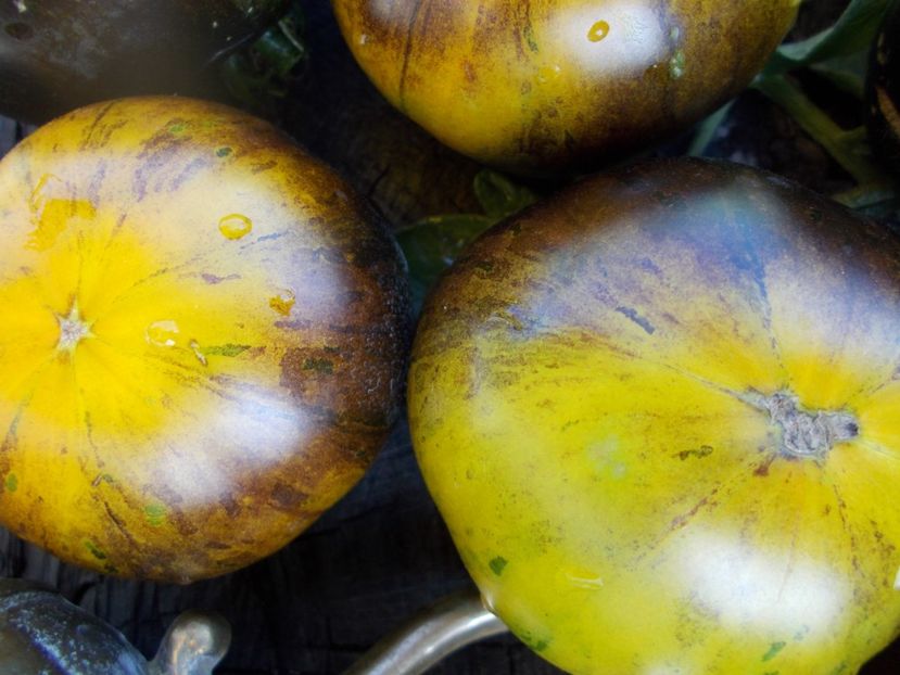  - SEMINTE ROSII - T 406 3242 AL