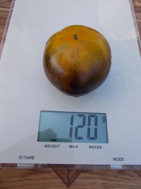  - SEMINTE ROSII - T 406 3242 AL