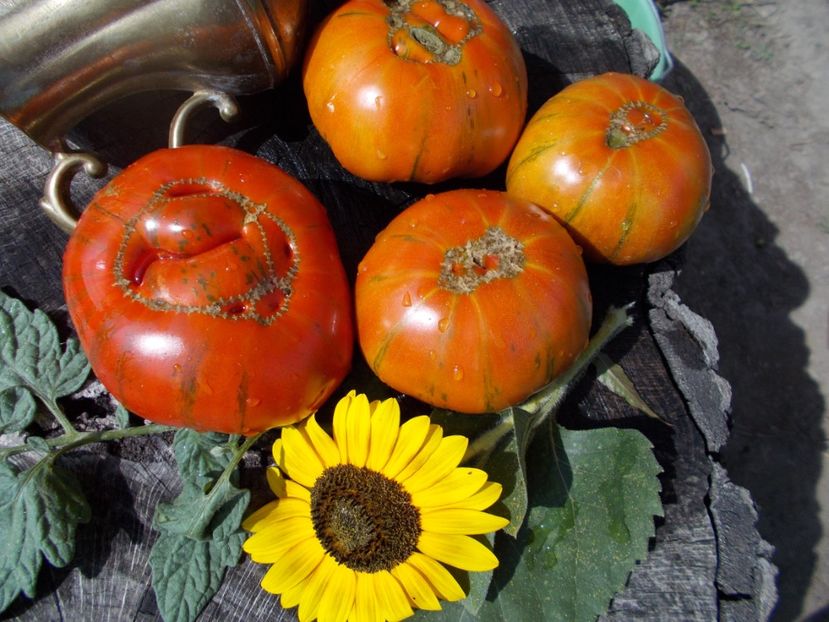  - SEMINTE ROSII - T 385 BANDED AMAZON