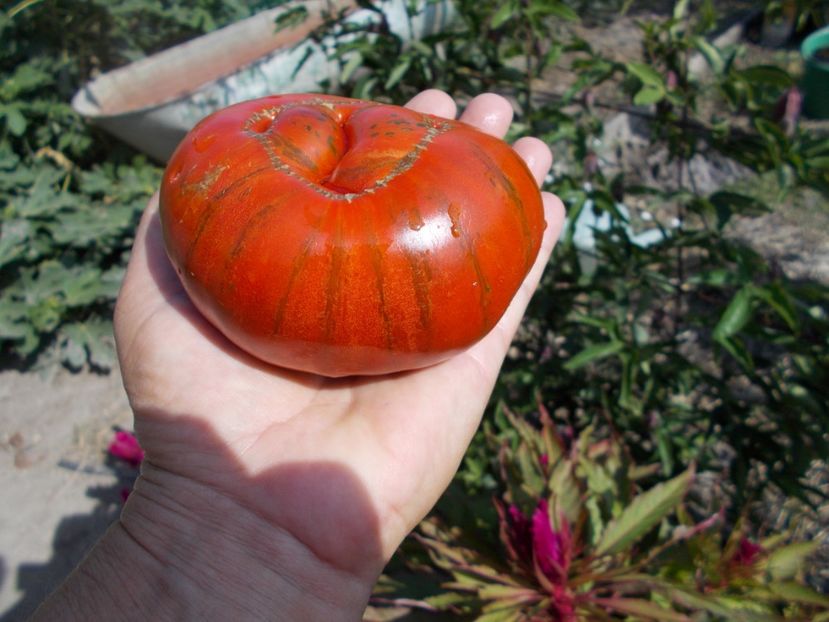  - SEMINTE ROSII - T 385 BANDED AMAZON