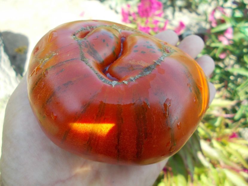  - SEMINTE ROSII - T 385 BANDED AMAZON