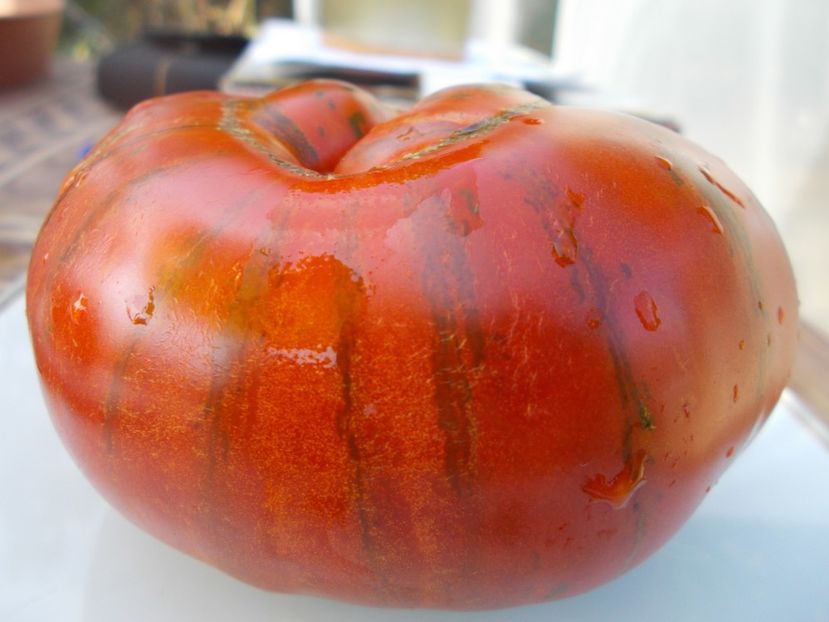  - SEMINTE ROSII - T 385 BANDED AMAZON