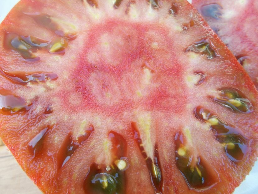  - SEMINTE ROSII - T 385 BANDED AMAZON