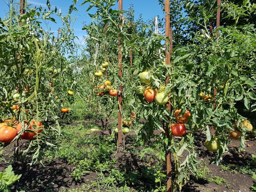  - 05 Gradinuta de legume 2019