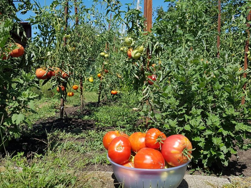  - 05 Gradinuta de legume 2019