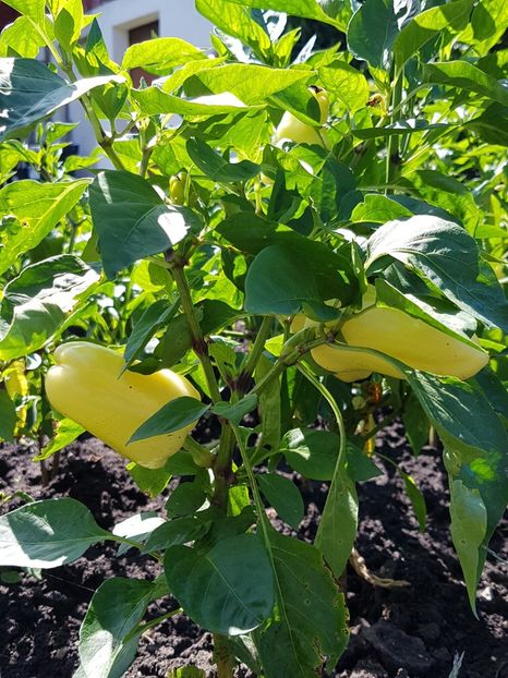  - 05 Gradinuta de legume 2019