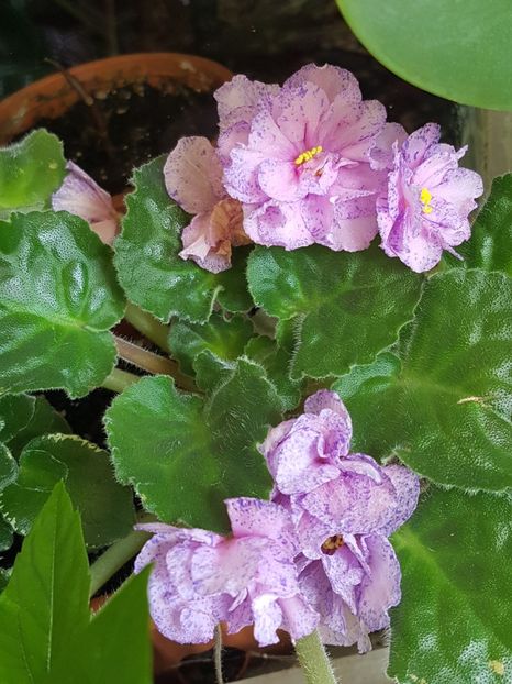  - Florile mamei