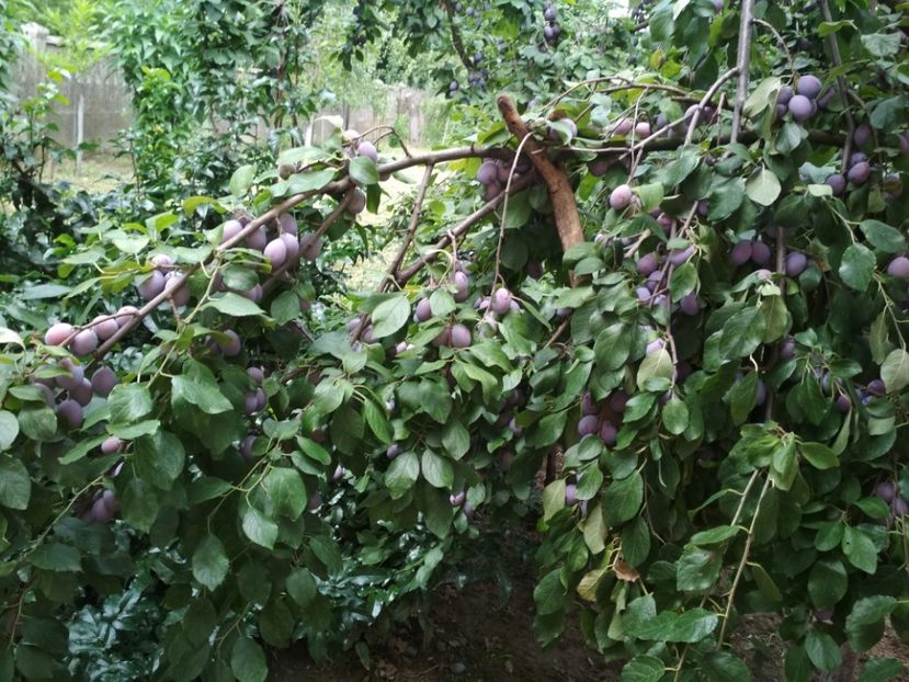 Tuleu Timpuriu - Pruni