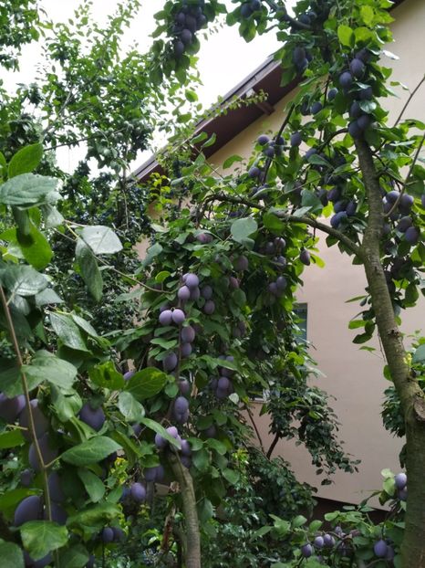 Tuleu Timpuriu - Pruni