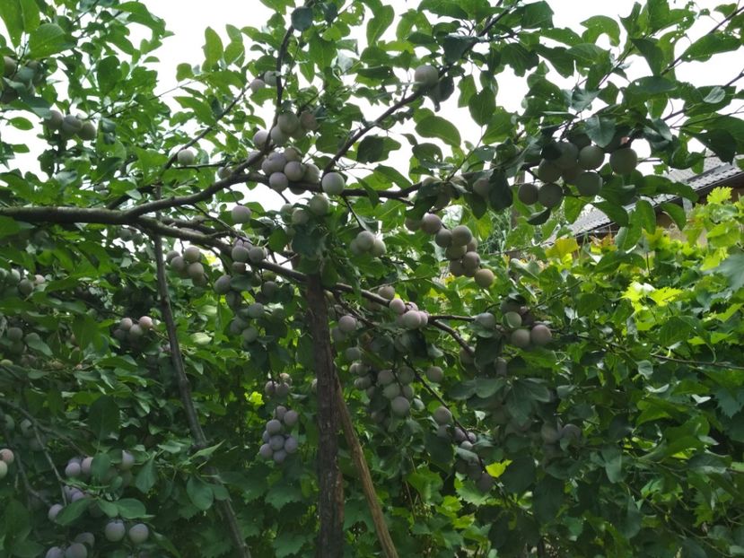 Renclod Althan - Pruni