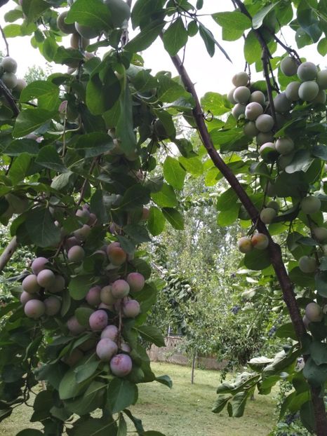 Renclod Althan - Pruni