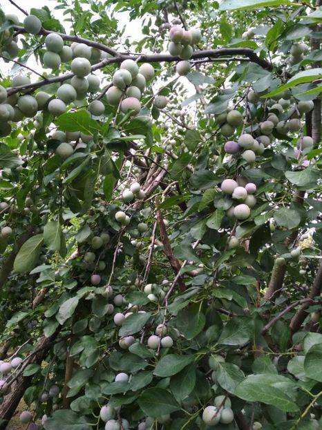 Renclod Althan - Pruni