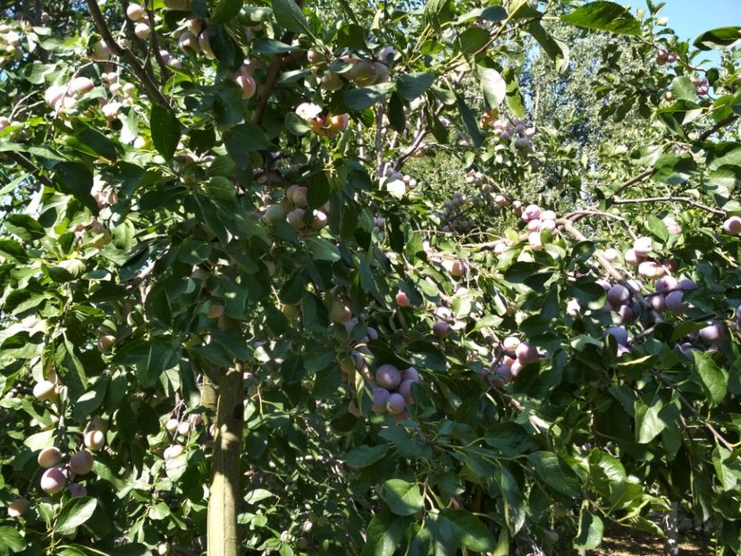 Renclod Althan - Pruni