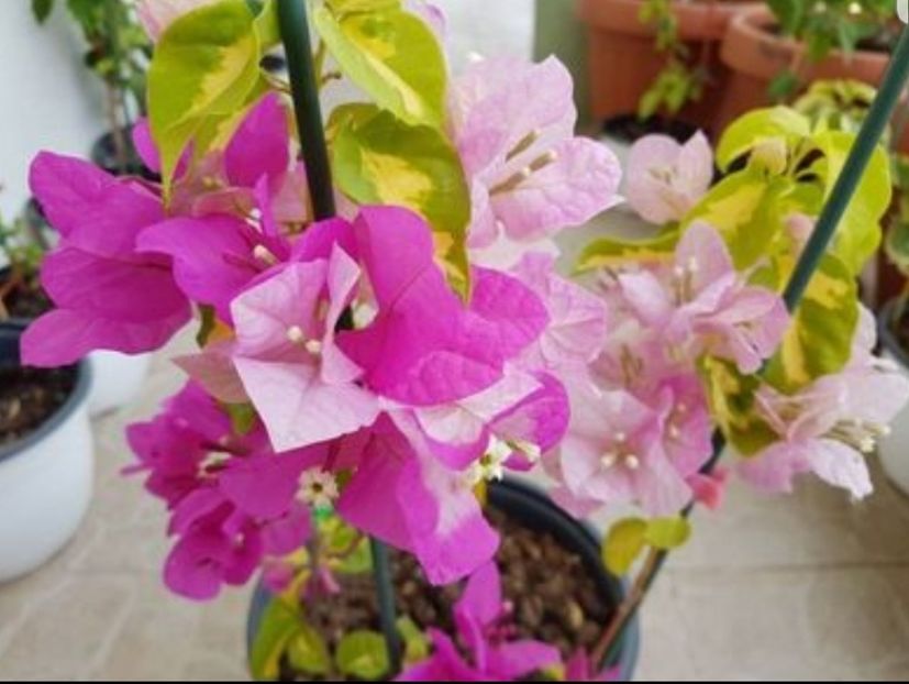  - bouga Turkish Delight