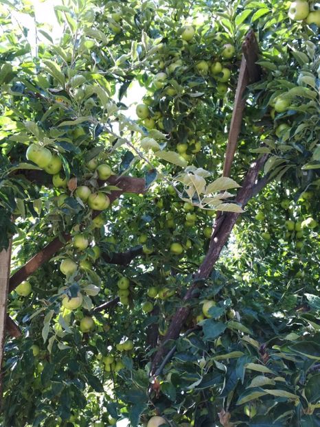 Frumusetea Romei - Meri