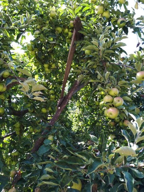 Frumusetea Romei - Meri