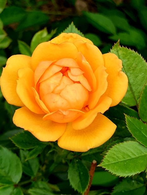  - AMBER NECTAR