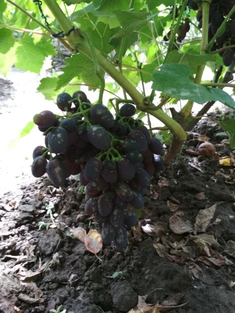 Codreanca - P Vita de vie