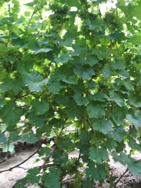 Muscat de Polonia - P Vita de vie