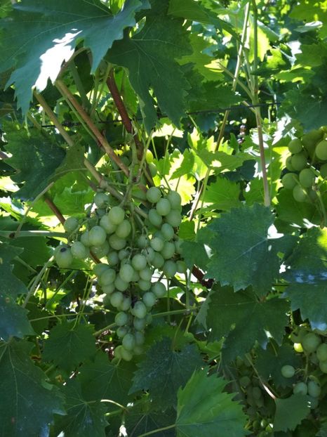 Italia - P Vita de vie