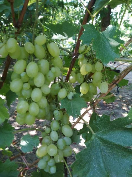 Victoria - P Vita de vie