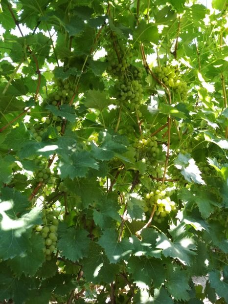 Palatina - P Vita de vie