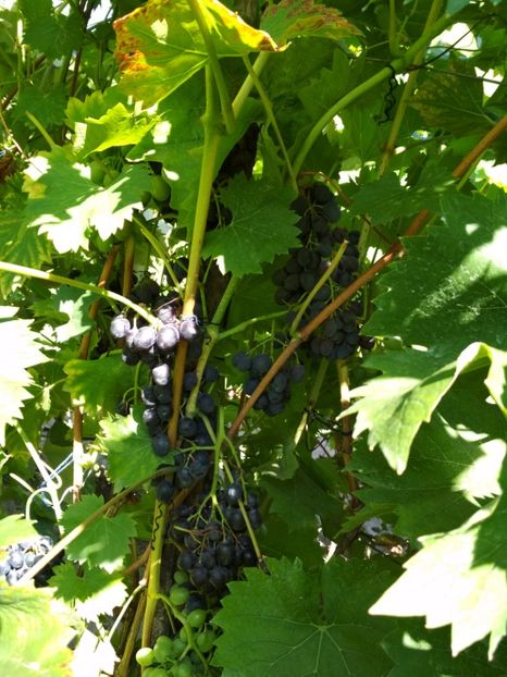 Esther - P Vita de vie