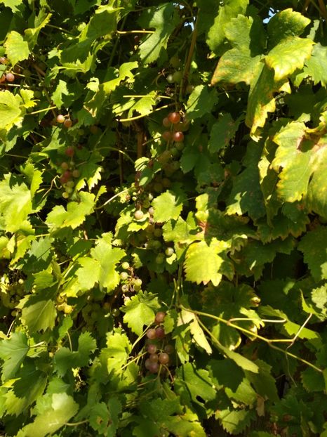 Chasellas Rose - P Vita de vie