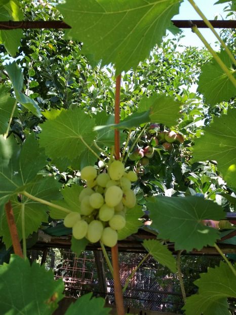 Prezentabil - P Vita de vie