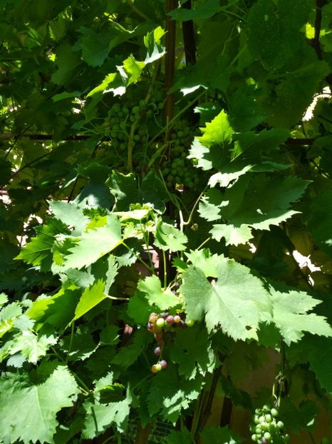 Muscat Hamburg - P Vita de vie