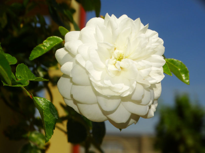  - Snow Ballet pomisor