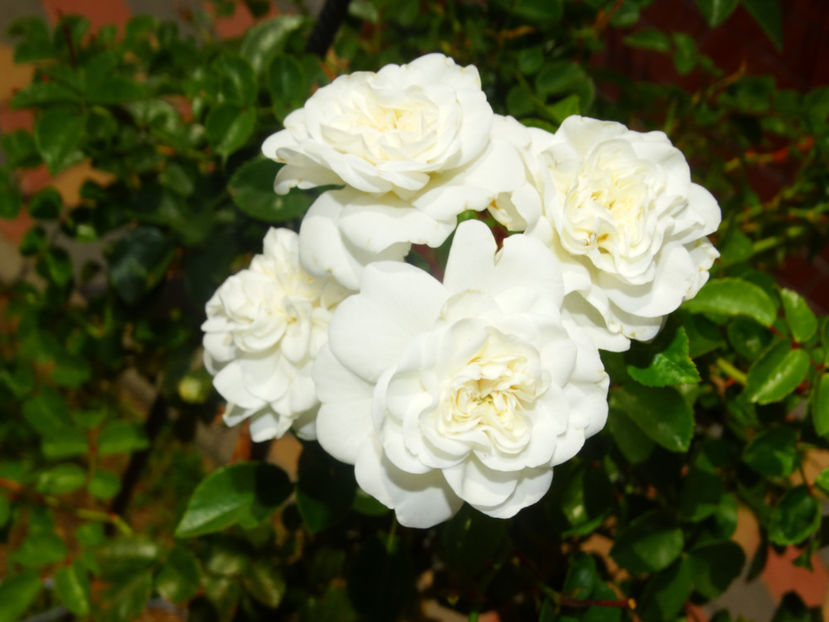  - Snow Ballet pomisor