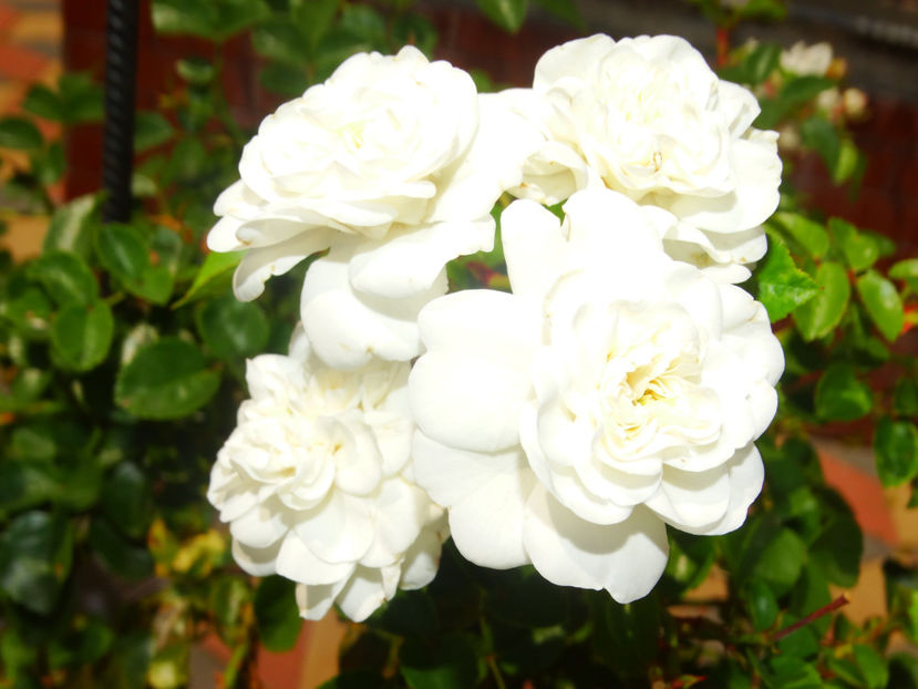  - Snow Ballet pomisor