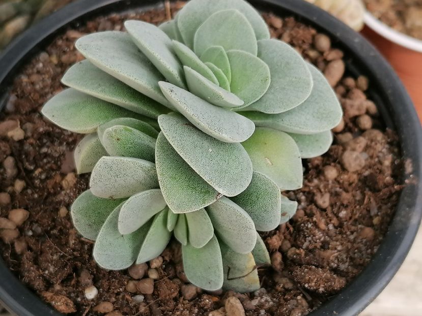  - Crassula
