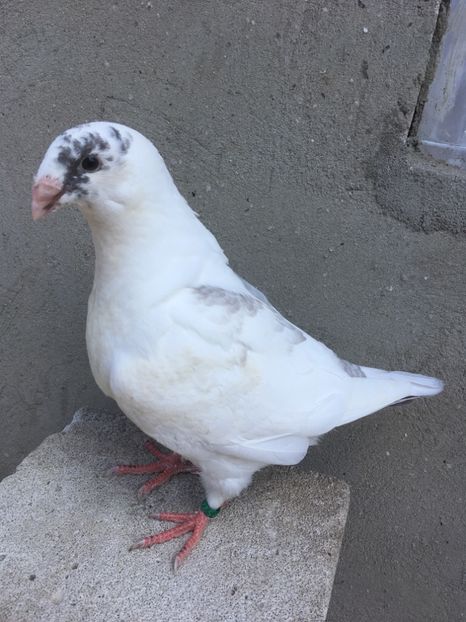 71B20D1D-A3B8-4ADA-8B05-0A2EA80DCDB7 - Pui g homer 2019