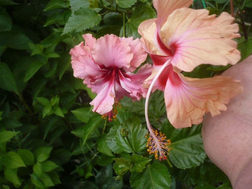 16.08.2019 - HIBISCUSI 2019-2