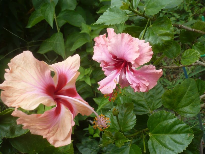 P1420537 - HIBISCUSI 2019-2