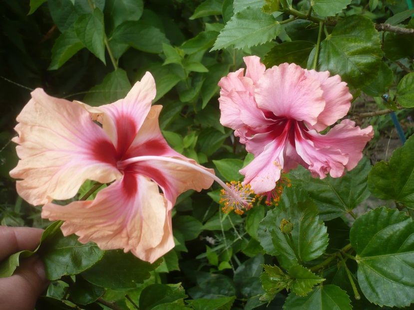 P1420538 - HIBISCUSI 2019-2