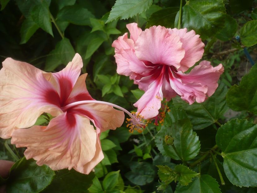 P1420539 - HIBISCUSI 2019-2