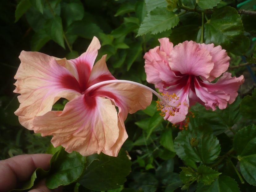 P1420540 - HIBISCUSI 2019-2