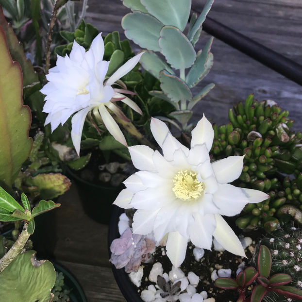  - Jurnalul gradinii 2019