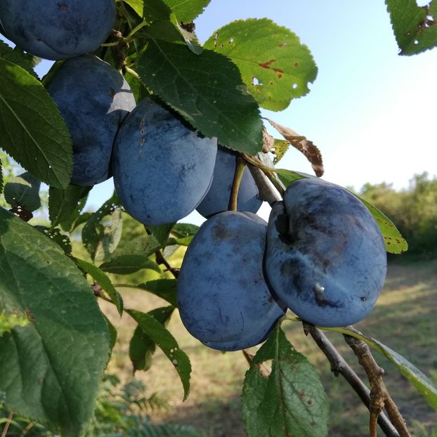  - 0- aaa - Prea ca la țară!