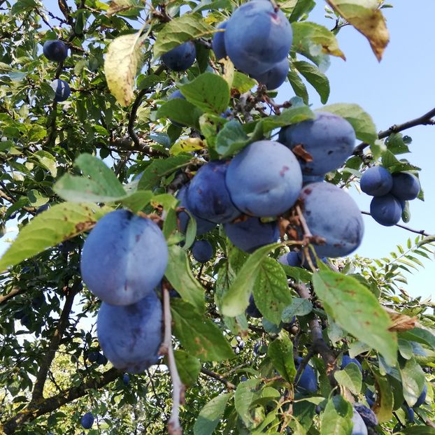  - 0- aaa - Prea ca la țară!