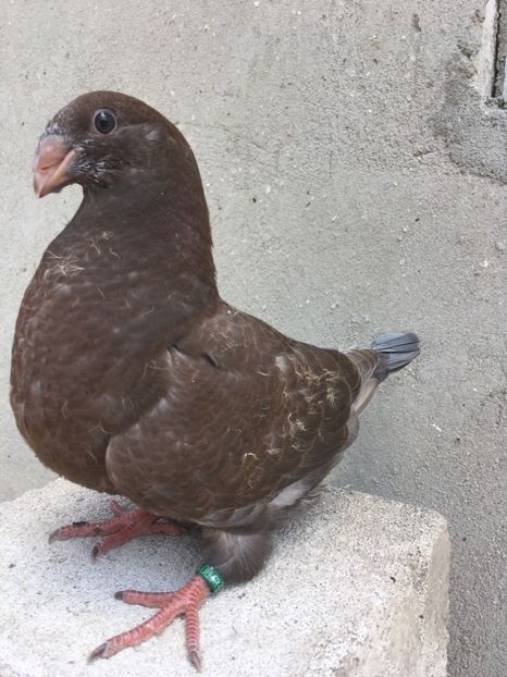 A1A38858-7612-4A49-96A0-4DA056F76047 - Pui g homer 2019