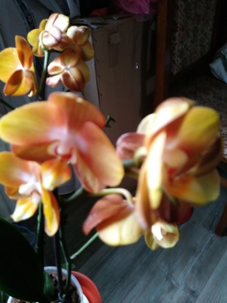  - Orhideele mele