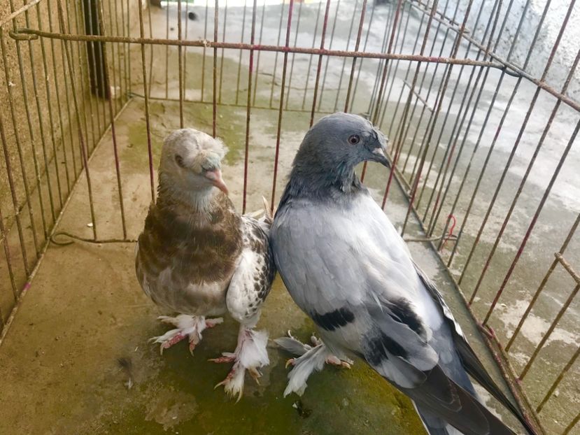 47B49DE5-A870-422F-8B4B-997071D8A3B8 - Pui Takla