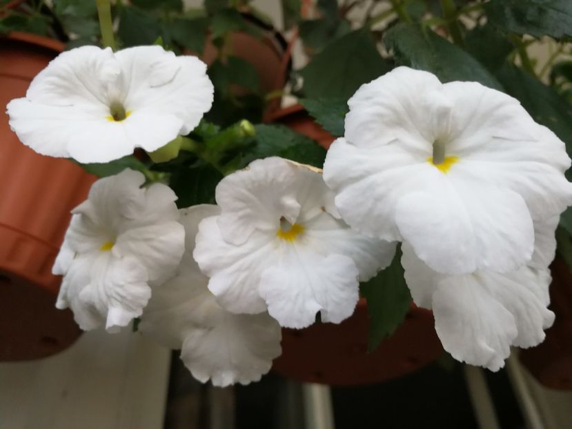  - Achimenes alb
